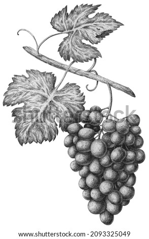 Grapes - clip art in vintage style isolated on white background