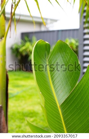 Birds of Paradise Leaf, Green Tropical Leaves, Close up detail bird of paradise plant leaves, 