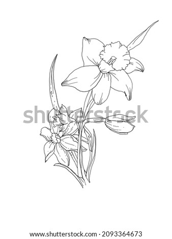 Daffodil flower drawing sketch nature