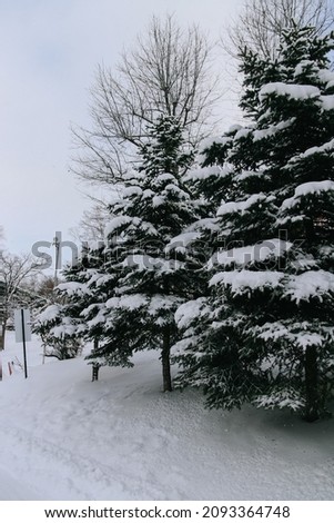 Photo of trees with snow in Asahikawa city, Hokkaido, Japan. Soft focus, selective focus.
