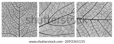 Leaf texture pattern with veins and cells. Close up leaf pattern background of vector plant or tree foliage monochrome mosaic structure, vascular tissue macro ornament of birch or maple tree leaf Royalty-Free Stock Photo #2093365135