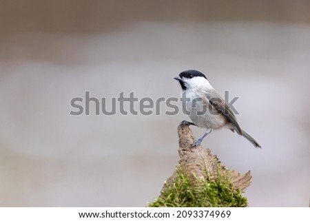 The marsh tit (Poecile palustris) sitting on the branch. Winter time. Wildlife.
