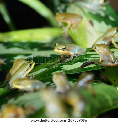 Young Chinese flying frog Rhacophorus dennysii after metamorphose