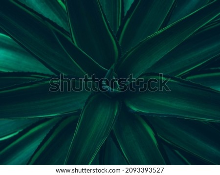 Green leaves Agave Tropical plants Nature background Dark tone