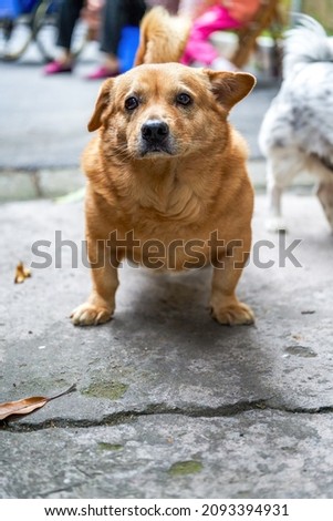 A cute yellow corgi crossbreed dog