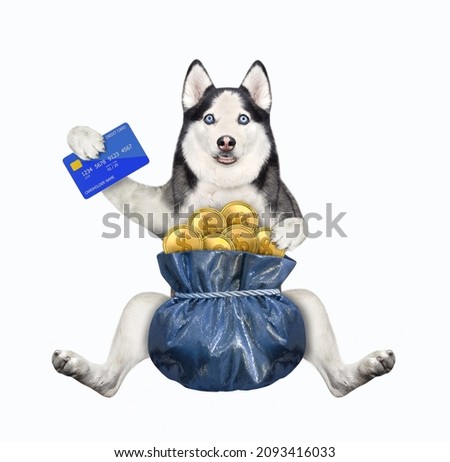 A dog husky with a credit card and a gift sack of gold dollar tied with a rope. White background. Isolated.