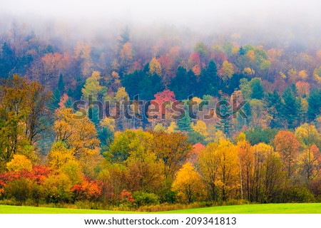 Field of trees during fall foliage, Stowe Vermont, USA Royalty-Free Stock Photo #209341813