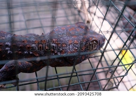 Gecko in the cage .