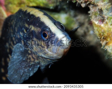 Black fish with white stripe on the head of Baja California Sur 