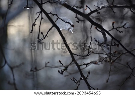 Close Up of a Melting Ice on the Tree Branches