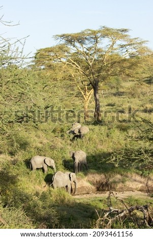Elephants searching for water in Serengeti National Park 