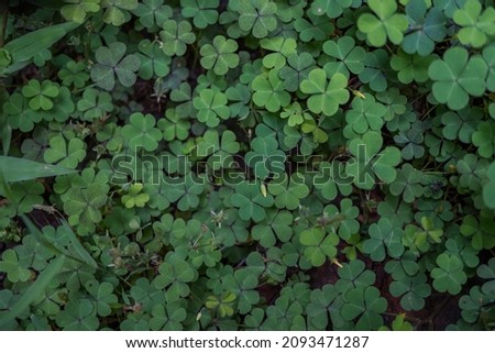 Macro photo of three leaf clover on the park when spring time. the photos is perfect for pamphlet, nature poster, nature promotion and traveler.  
