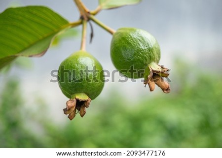 photo of small twin guava fruits on the tropical park. The picture perfect for pamphlet, nature poster, nature promotion and traveler.  