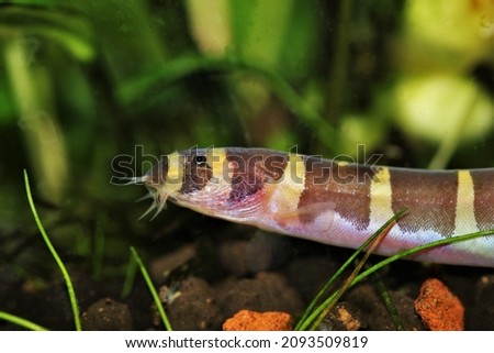 Kuhli loach fish in freshwater aquarium with aquatic plants background. Pangio semicincta is freshwater ornamental fish that look like water snake.