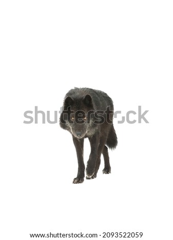 walking canadian black wolf isolated on white background