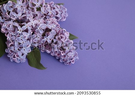 Closeup lilac branch. flower colored in Very Peri - color of the year 2022. Natural banner with main trend concept. Copy space. Moody and calm summer background.