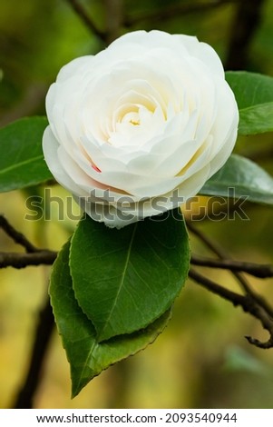 White perfect camellia flower in full bloom, close up, macro. White camellia blossom. Camellia japonica Royalty-Free Stock Photo #2093540944