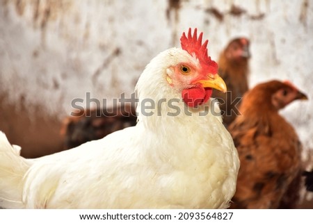 Head of a rooster with a red tufted on a blurred background close-up. selective focus.