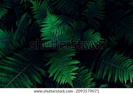 Close up of green fern leaves, garden during summer, natural floral fern background image