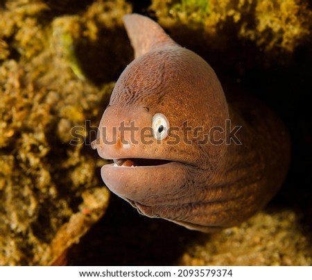Moray eel, Anilao, Luzon, Philippines