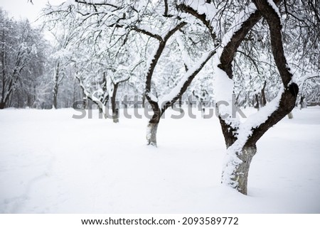 Snow-covered apple orchard on frosty winter day. Beautiful natural background