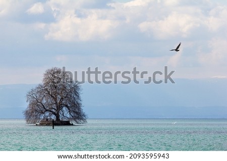 A bird flying above the turquoise water and majestic tree in the middle of the lake with fog and mountains in the background