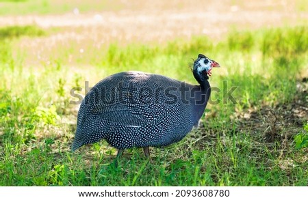 Helmeted Guinea fowl in the shade of tree Royalty-Free Stock Photo #2093608780