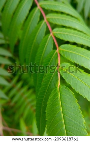 Beautiful young green leaf of a tropical plant. The green background of nature. Houseplants, flowers