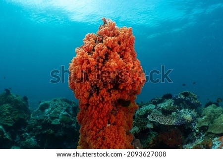 Red Soft Coral Bommie Standing On A Reef In The Blue Sea Royalty-Free Stock Photo #2093627008