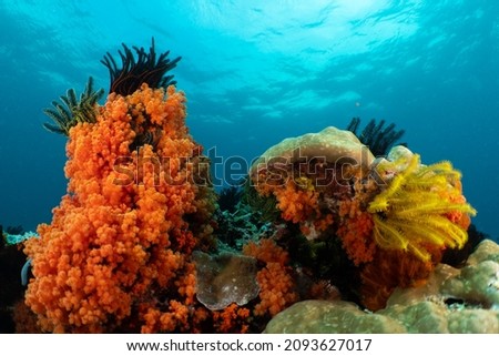 Colorful Soft Coral Bommie In The Blue Sea Royalty-Free Stock Photo #2093627017