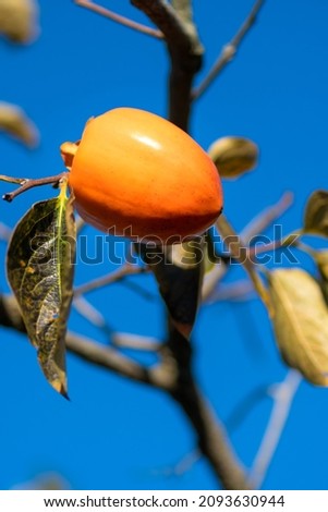 Close-up of one fruit of a ripe juicy persimmon on a tree against a blue sky on a sunny autumn day. Vertical photo