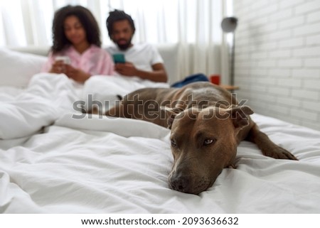 Cute dog lying on bed on blur background of young black couple using smartphones. Concept of relationship and spending time together. Idea of domestic lifestyle. Spacious bedroom. Morning time