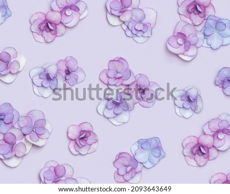 Natural Hydrangea flower, minimal floral pattern violet monochrome colored. Layout with fresh flowers, background. Spring holiday concept, for Mothers day, 8 March, Womens day. Flat lay, above view