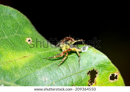 A jumper spider on leaf