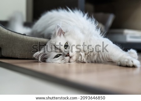 Persian silver shaded chinchilla cat, fluffy long-haired with green eyes, lies on a floor in a light room Royalty-Free Stock Photo #2093646850