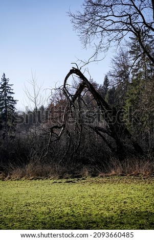 A large dead tree that was broken by a storm.