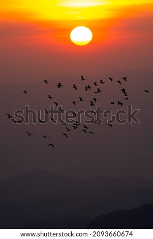 Silhoutte of flock of birds flying on the sunse  background