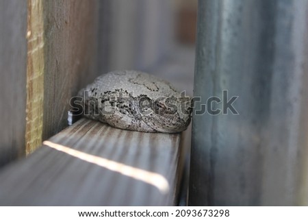 A pretty toad sitting on a fence