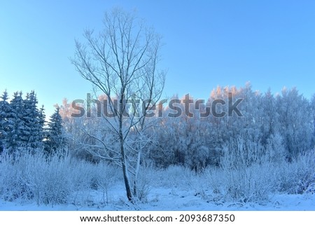 City park in Lithuania,Siauliai .Bare trees  covered with snow. Winter season in Europe.