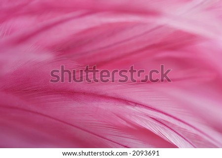 Pink feathers, close-up