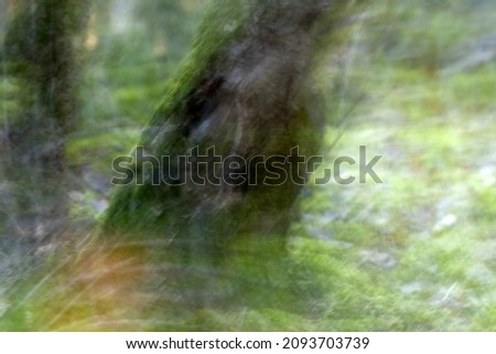 Abstract shot of a tree in Boswachterij Ruinen, the Netherlands

