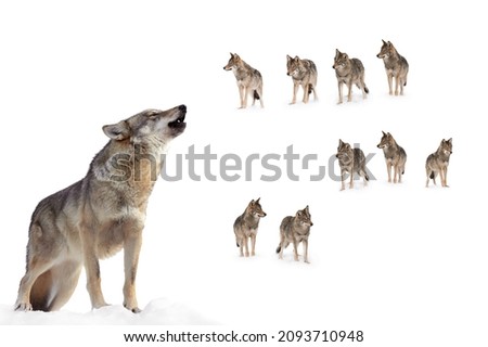 howling gray wolf on the background of a wolf pack