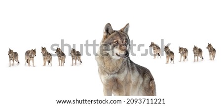old she-wolf on the background of a pack of wolves