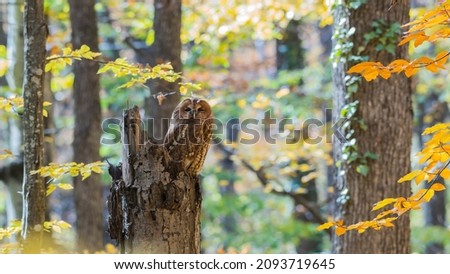 Tawny owl in the autumn forest. Strix aluco. Owl sits on a broken tree trunk.