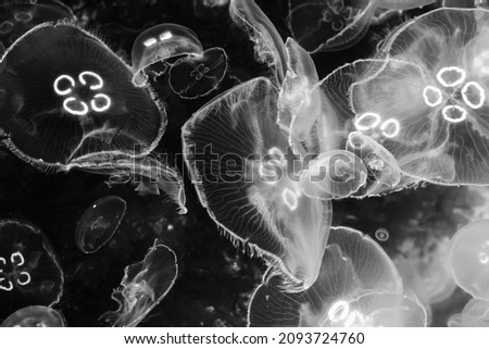 A large number of transparent marine jellyfish. Black and white photo. Royalty-Free Stock Photo #2093724760