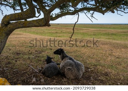Two sheep under a tree in a moor landscape. Picture from the Baltic Sea island of Oland