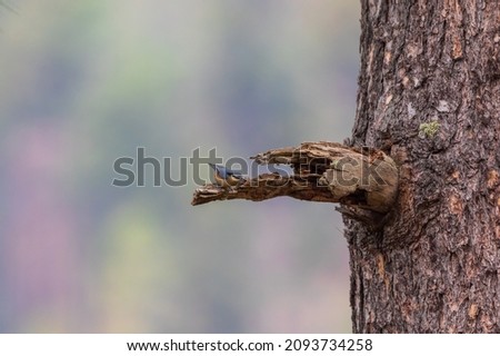 Chestnut-vented nuthatch (Sitta nagaensis) at Walong, Arunachal Pradesh, India Royalty-Free Stock Photo #2093734258