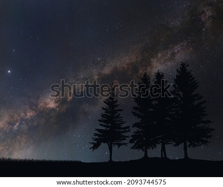Silhouette of fir trees against the background of the Milky Way. Forest and grass under the cover of the starry sky.                     