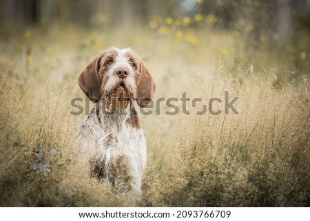 healthy and beauty Italian spinone posing in the forest