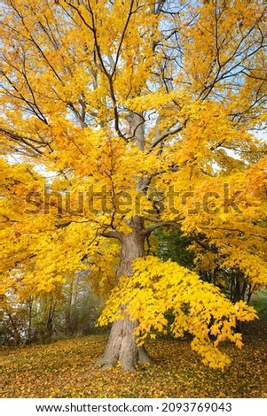 Beautiful large maple tree with yellow leaves on a sunny fall day.